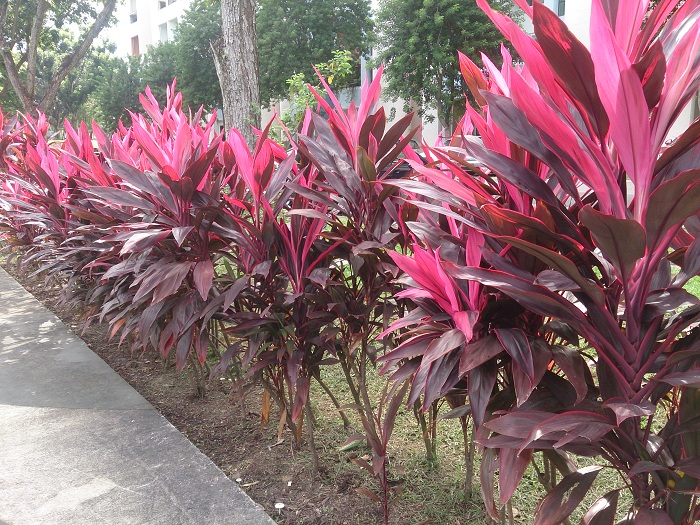 Cordyline fruticosa